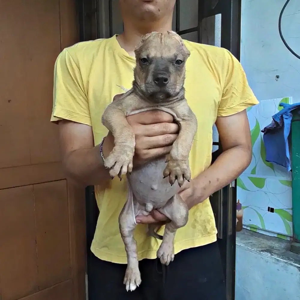 American Pitbull premium