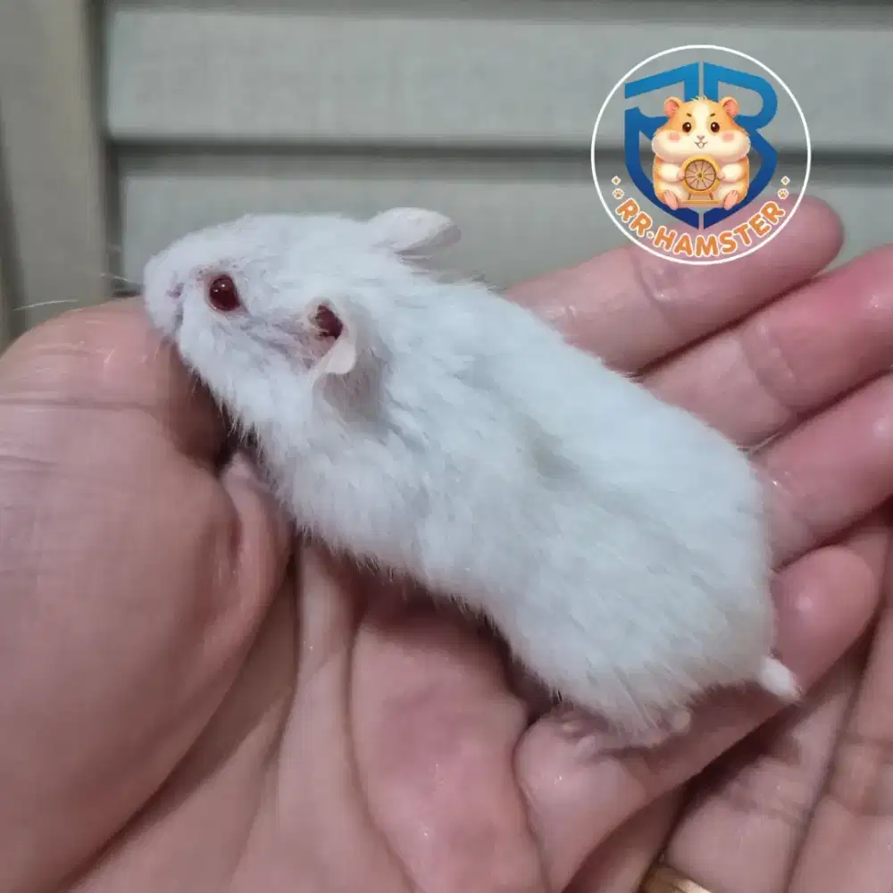 Hamster Winter White Jinak Kualitas Terbaik