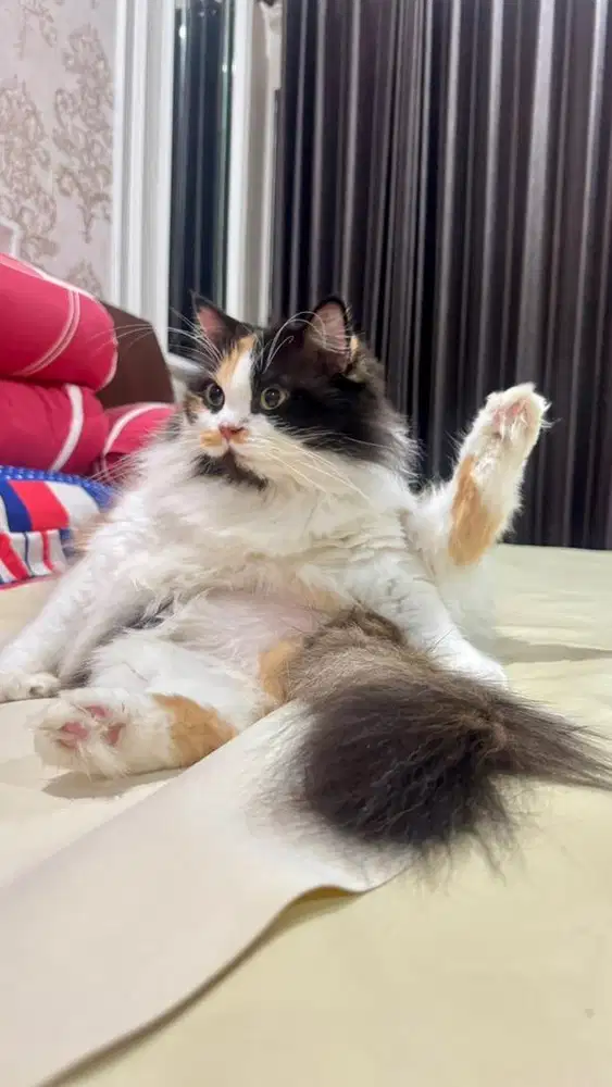 Di cari pembantu rumah tangga art untuk sidoarjo