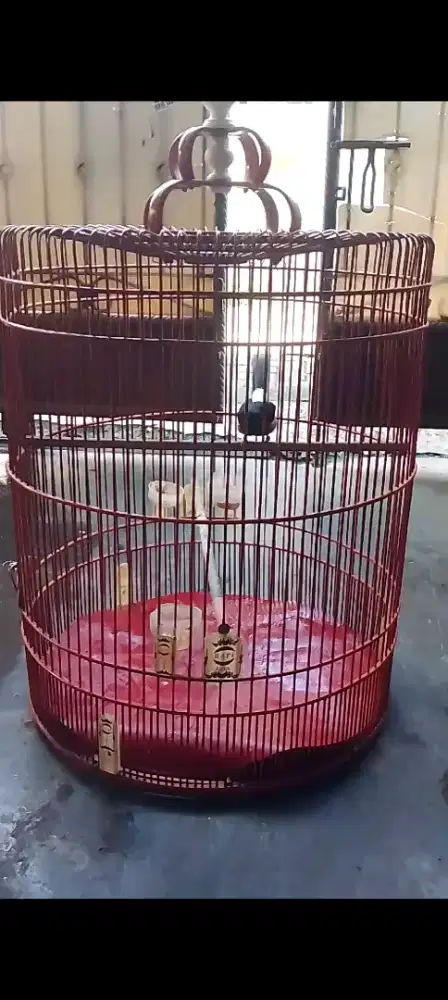 Muray seri F prestasi siap lomba lagi