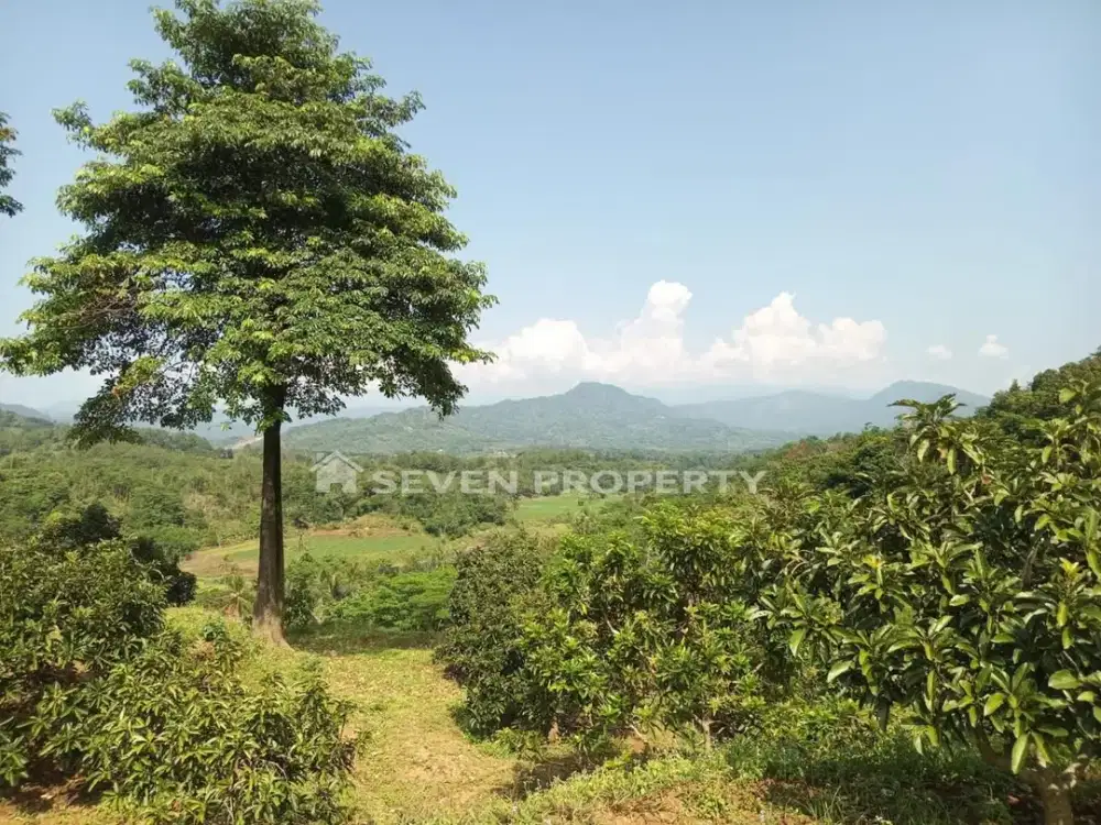 Dijual Perkebunan Alpukat Produktif di Kaki Bukit Sanggabuana - 20.000 m2