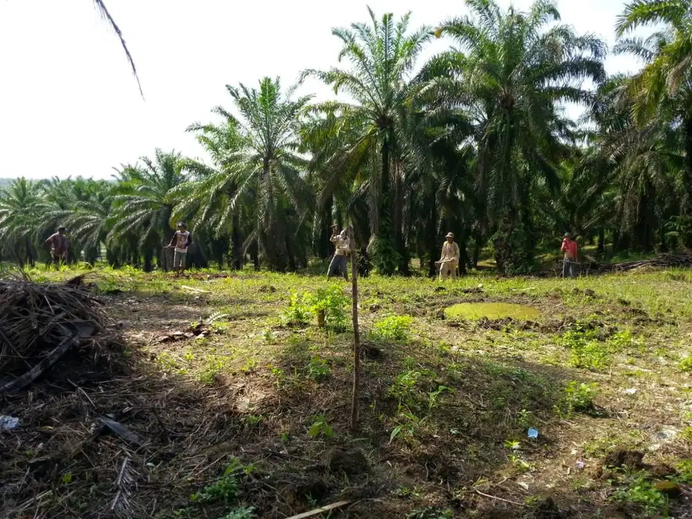 Lahan kebun sawit dan sawah