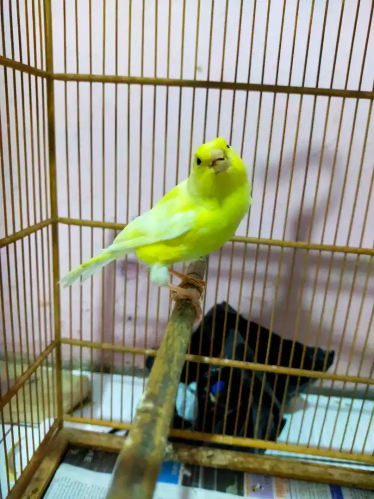 Burung kenari lokal super anak jantan