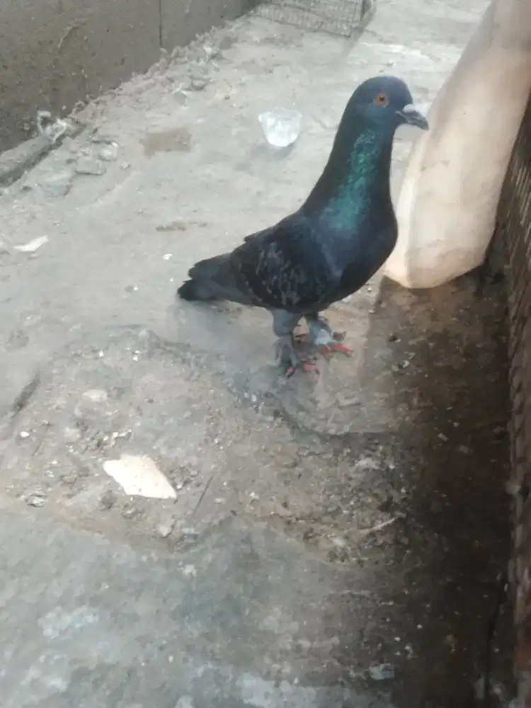 Burung dara sepasang jembros cc kenceng mau fakum
