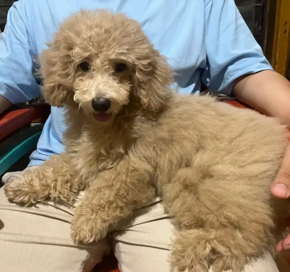 Anak Anjing Poodle