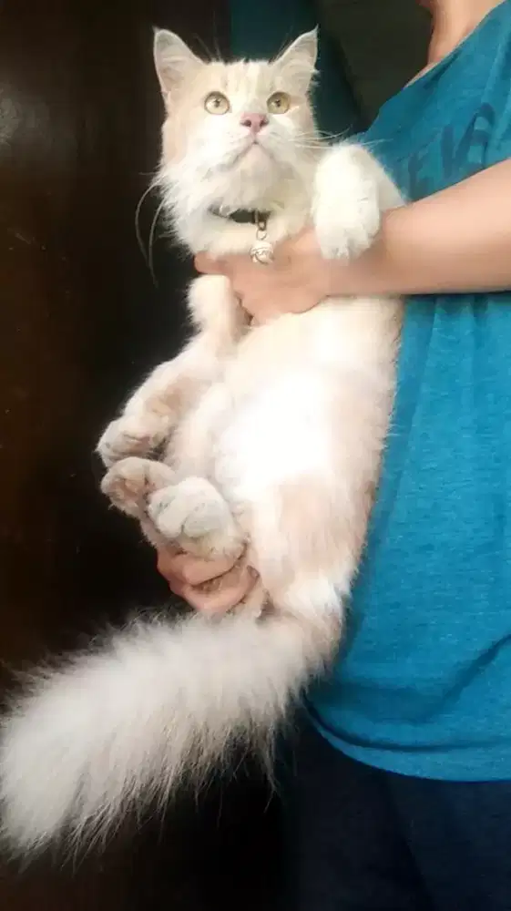 Kucing Mainecoon mix jantan steril