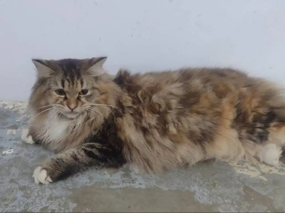Kucing mainecoon mix Jakarta Selatan