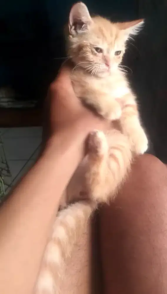 Kucing jantan longhair