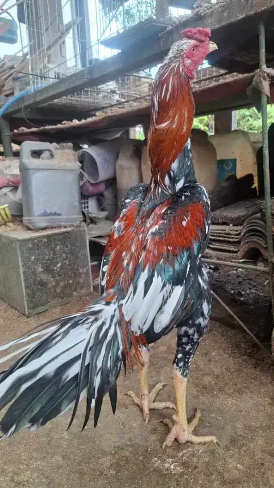 Ayam bagkoknya gan