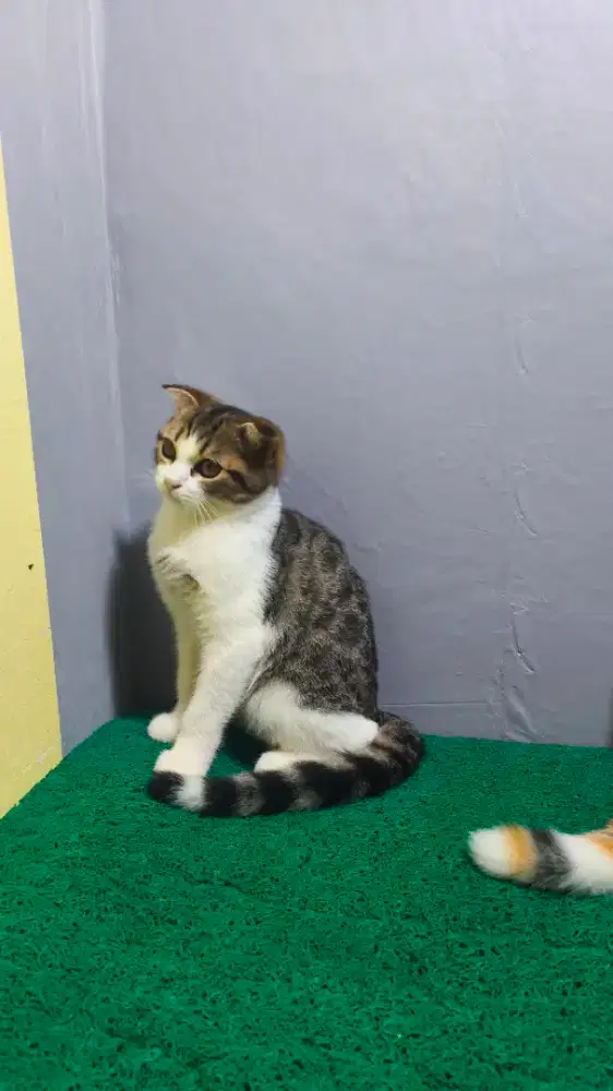 BSH Scottish Fold Jantan Kitten
