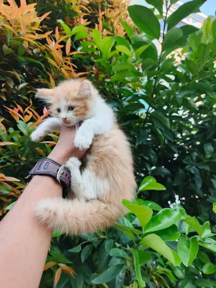 Kitten persia longhair