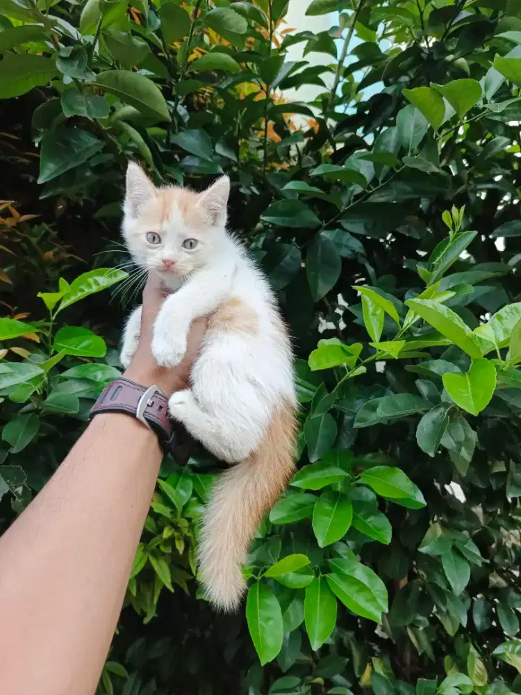 Kitten persia mixdome