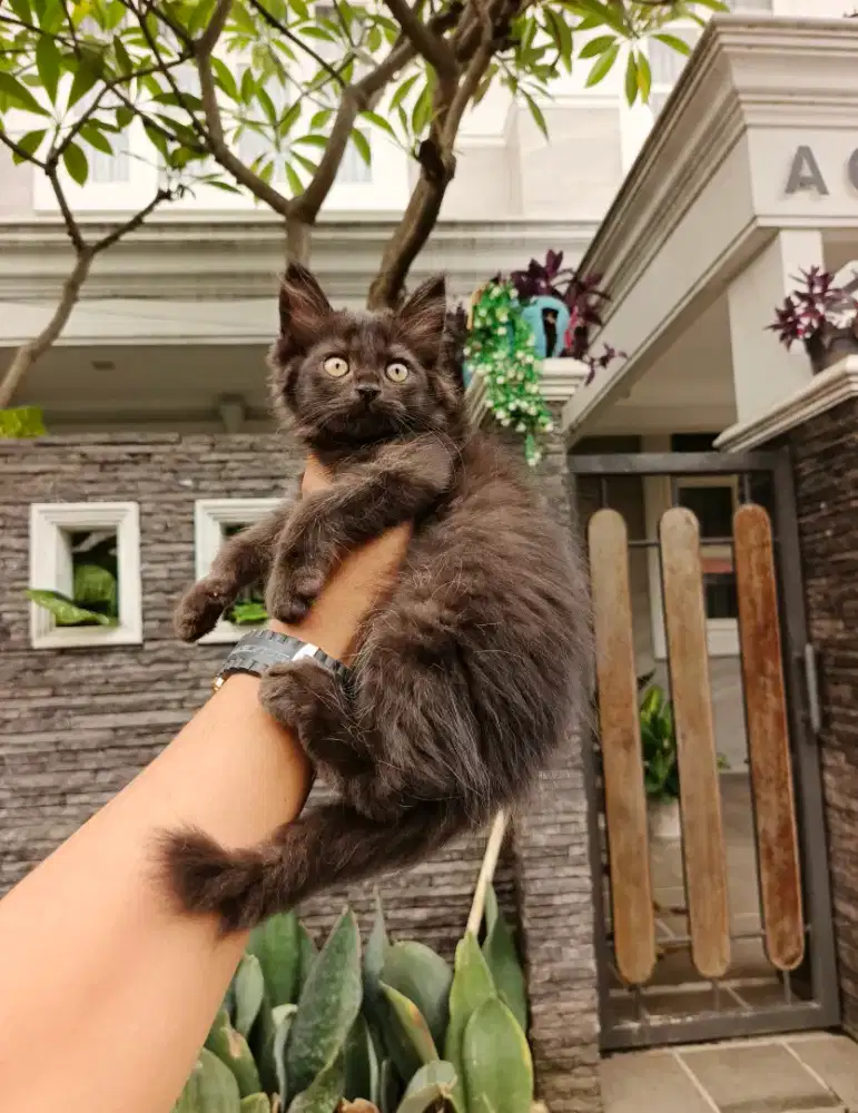 Kitten persia longhair