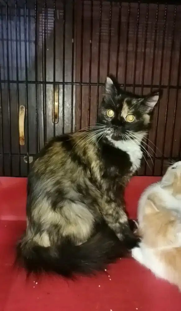 Persia medium betina