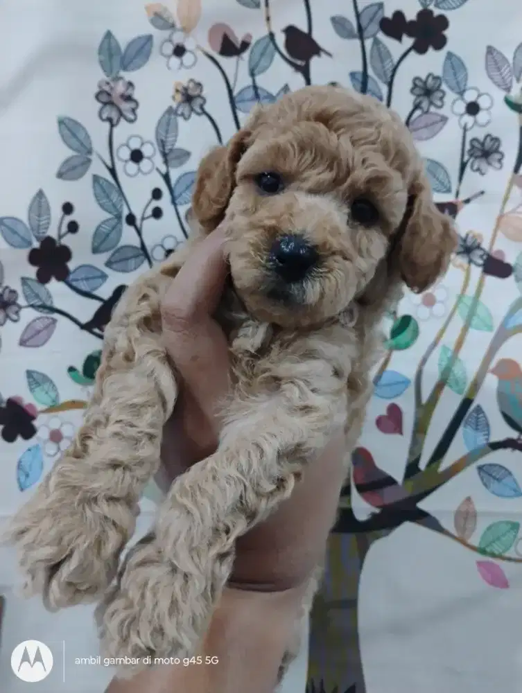 Anjing Poodle pure jantan 1,5 bulan