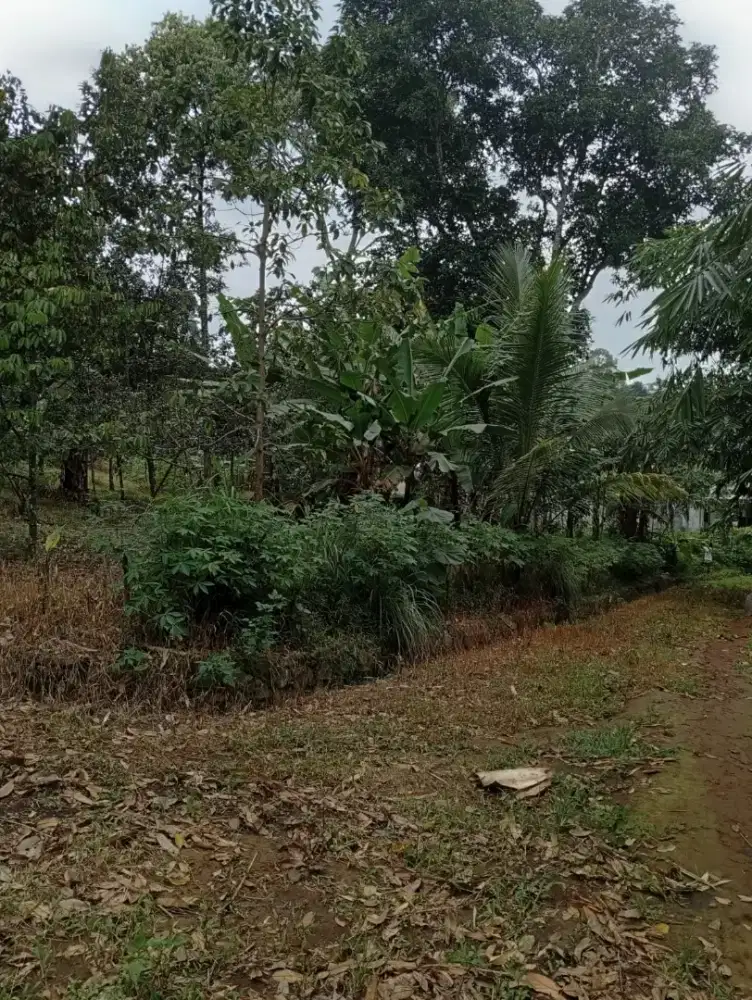 Dijual Tanah dan kebun Buah di Pakintelan Gunungpati zona kuning