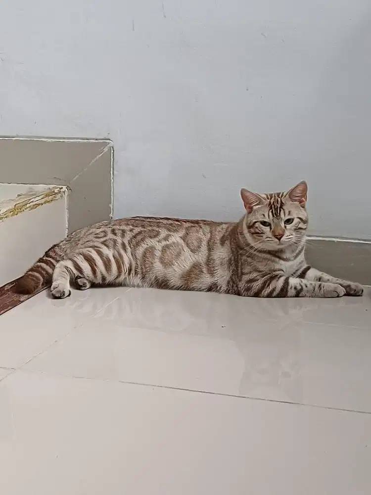 Pacak Kucing Bergaransi