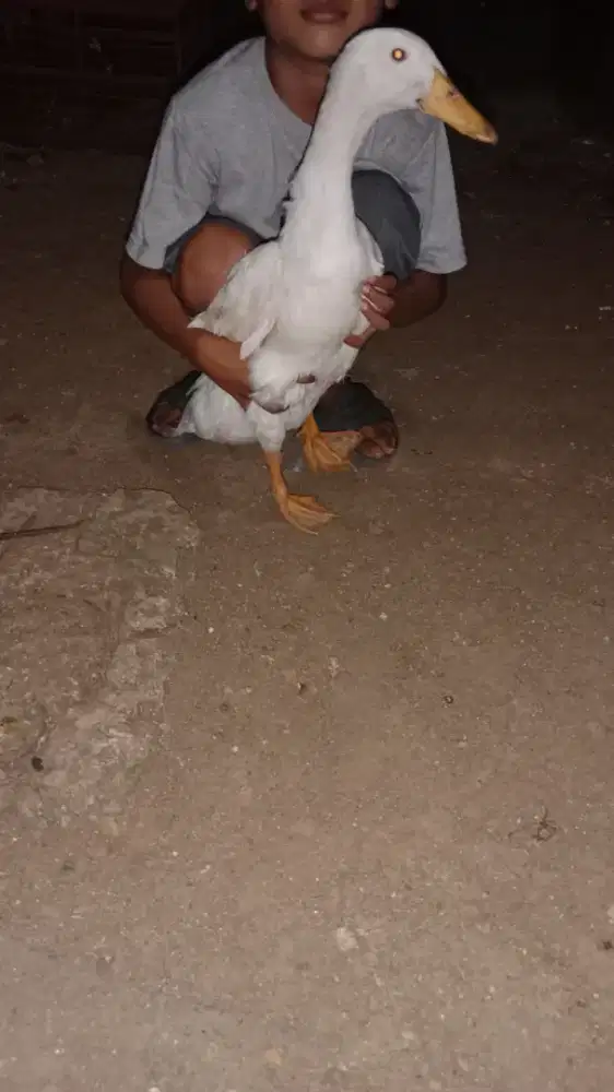 di jual bebek 2 entog 1