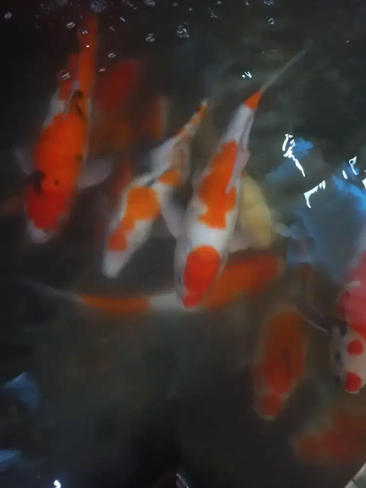 ikan koi borongan dan satuan