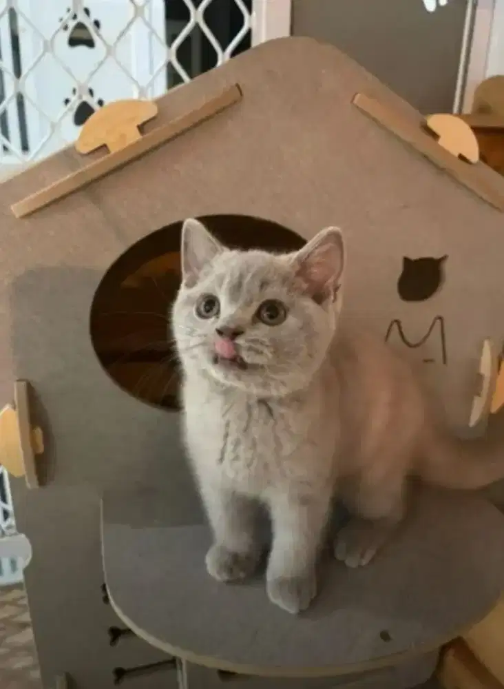 BSH Lilac Betina Line Ped Wcf