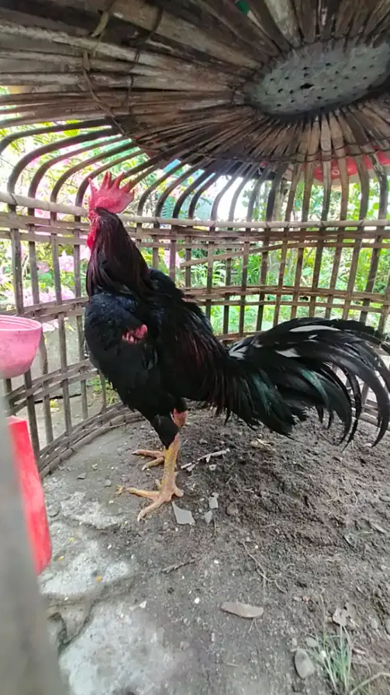 dijual ayam jago siam