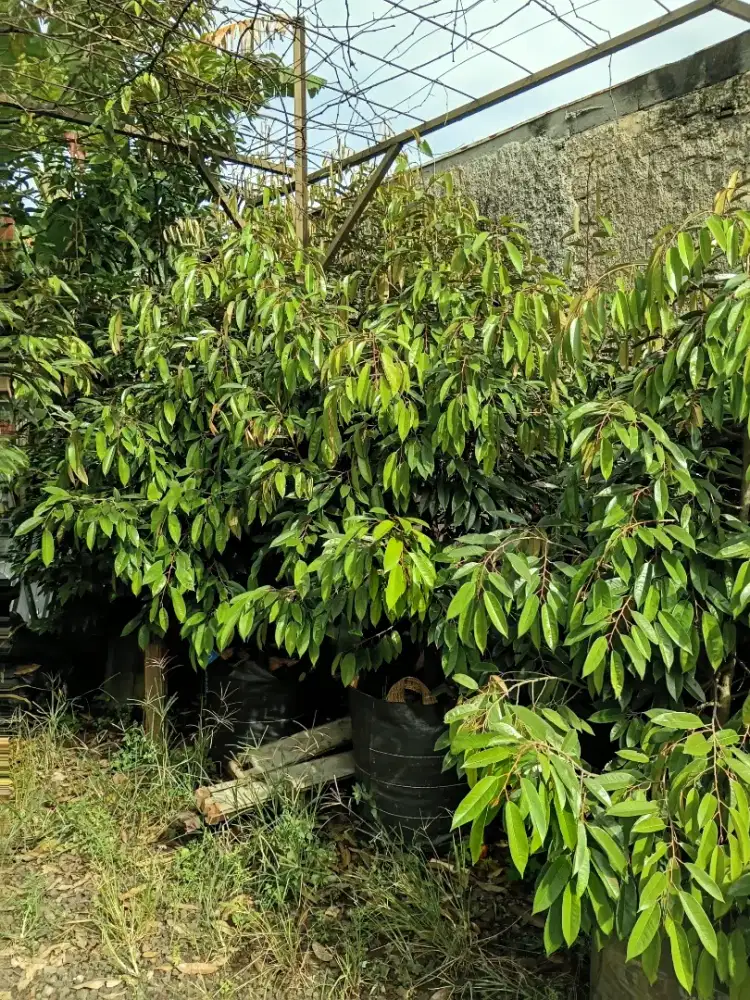 Menjual pohon durian bawer musangking duri hotam
