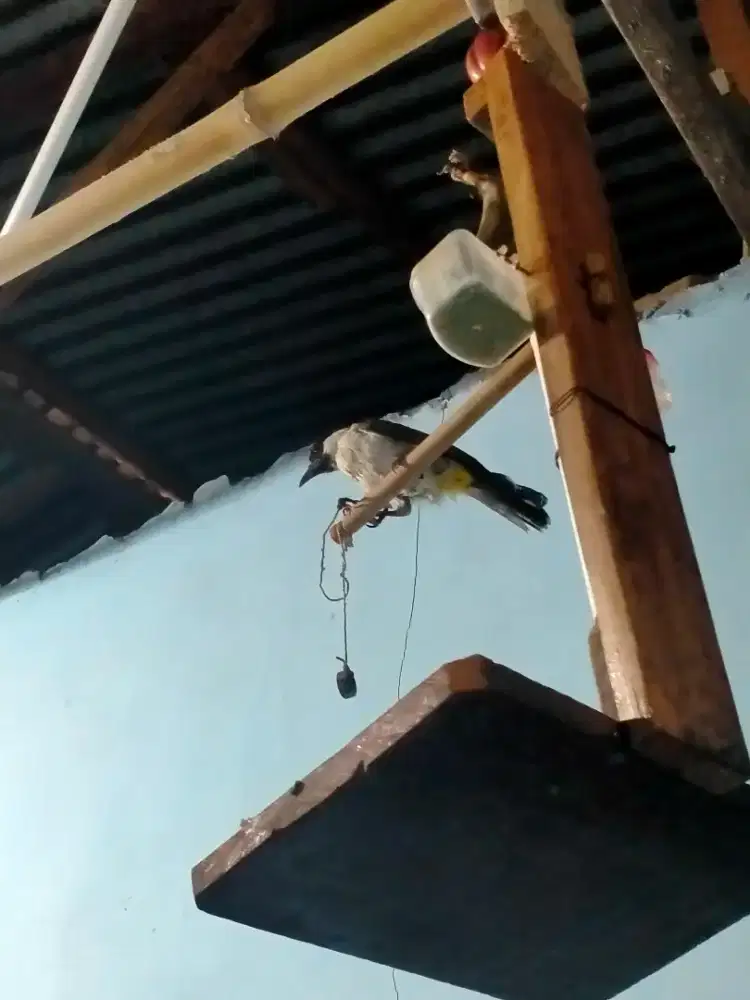 mna tau ada yg minat