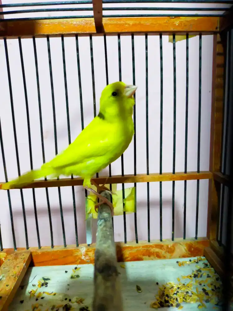 Burung kenar stabiloi anak/paud jantan
