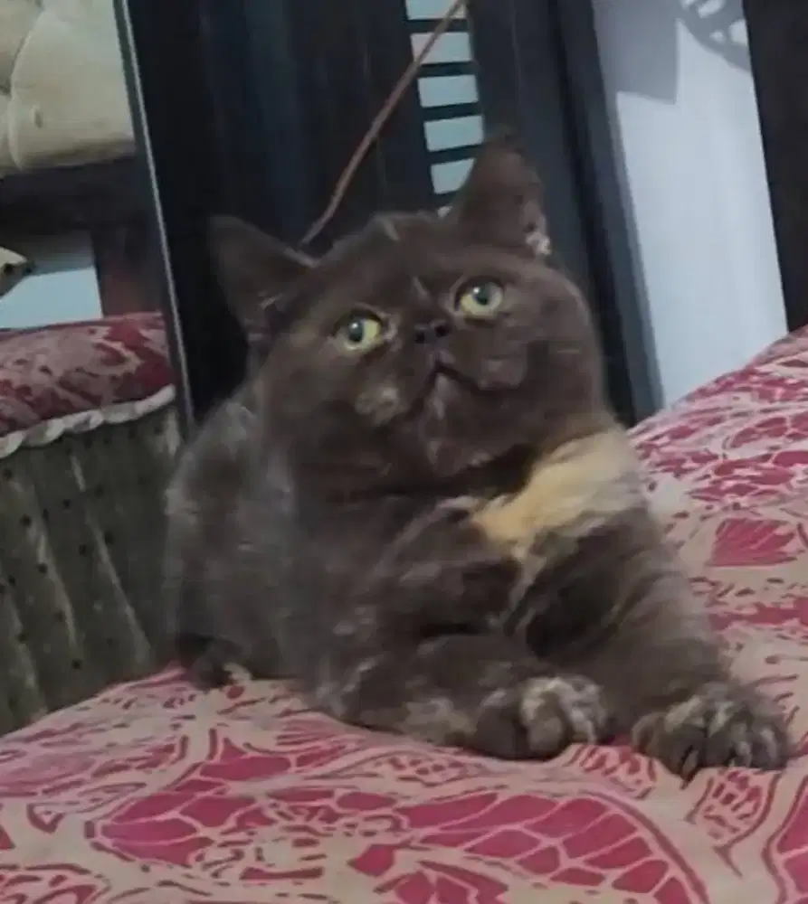 BSH Tortie Female Line Ped Wcf