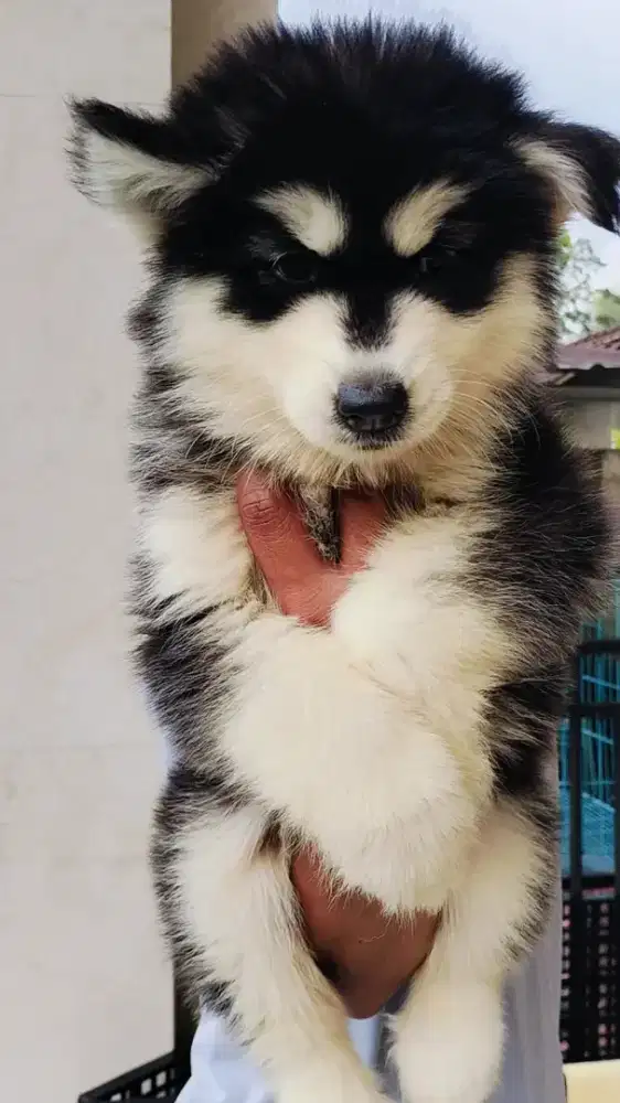 Siberian Husky Malamute Cantik