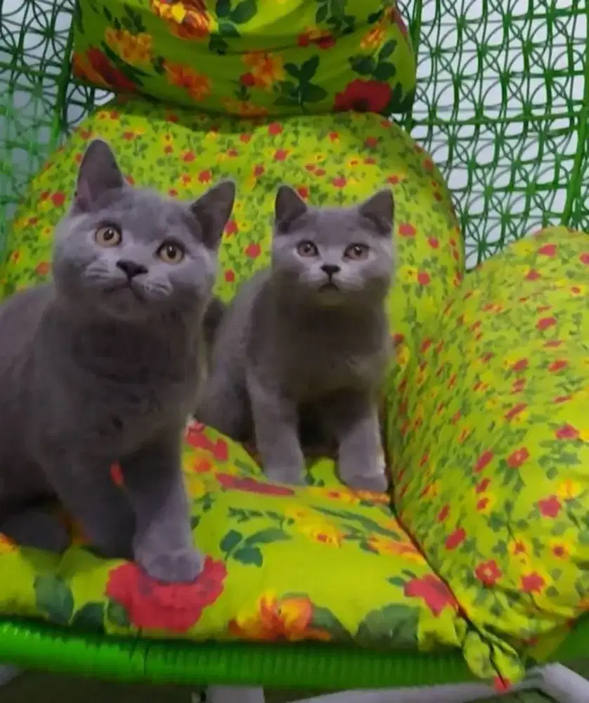 BSH Blue Solid Jantan Line Ped Wcf