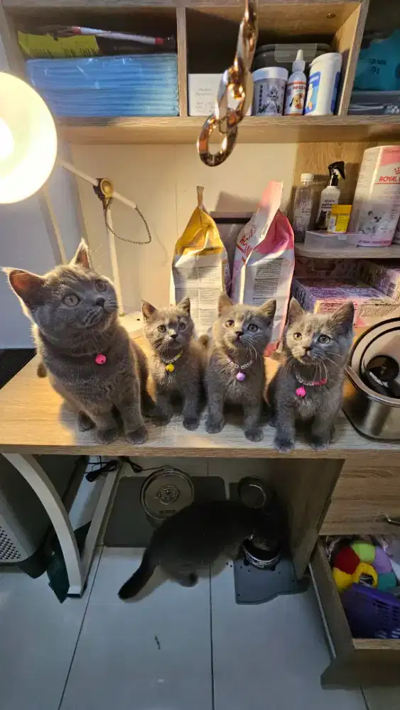 Open adopt kitten bsh