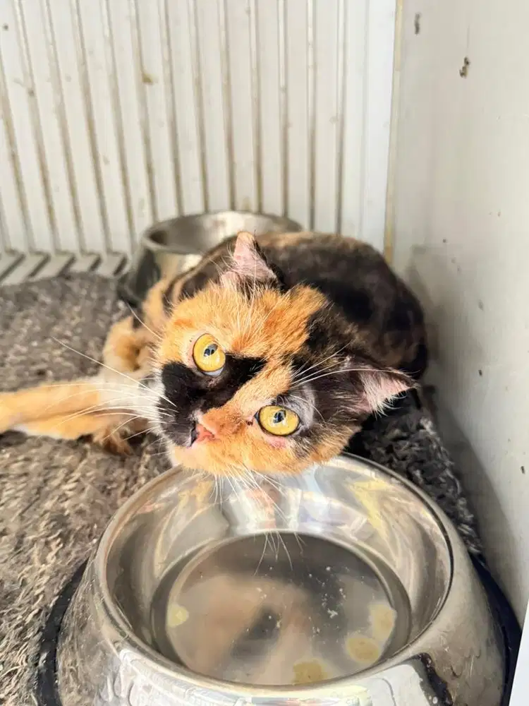 Ganti pakan scottish fold betina