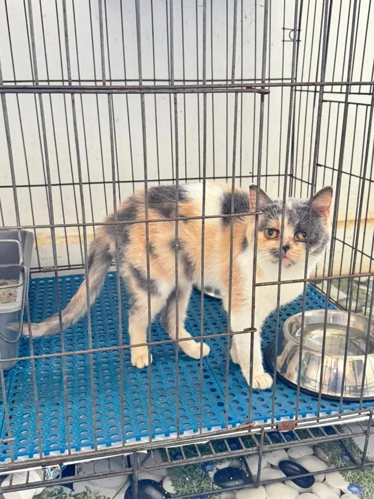 Scottish bsh betina calico ganti pakan aja
