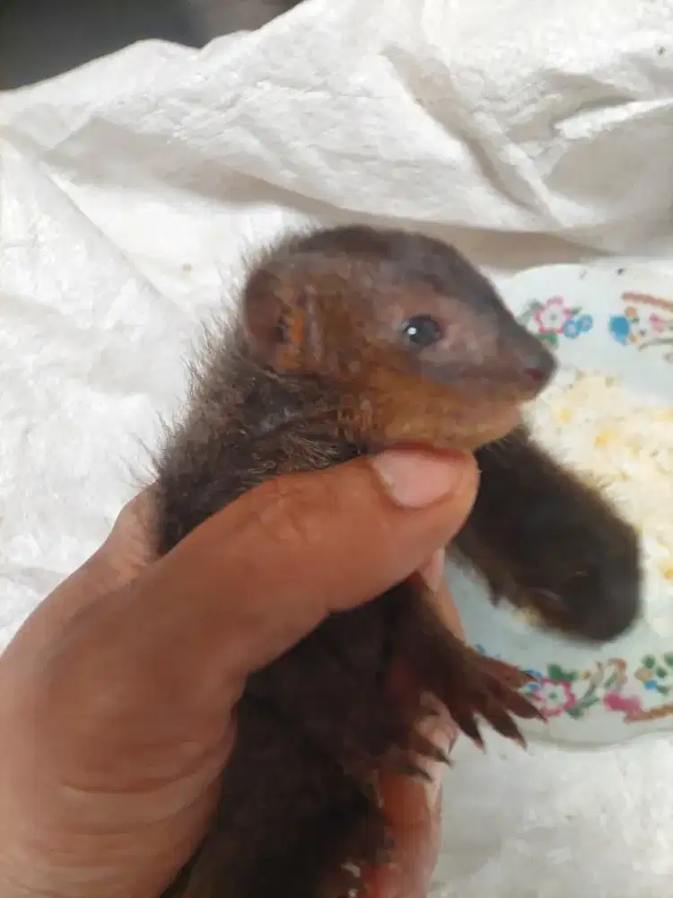 Garangan jawa siap buat bonding jinak
