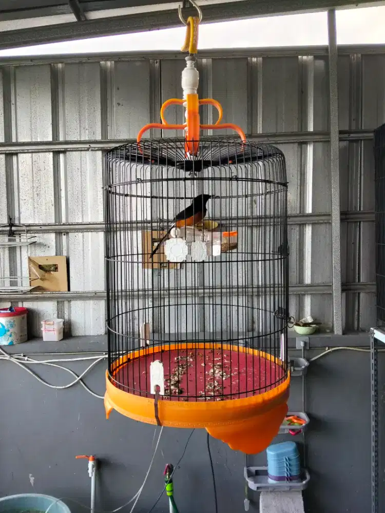 Murai Palangka Body Big Rawatan bukan bahan