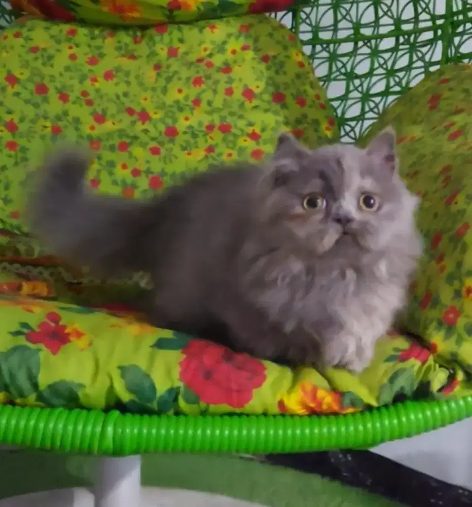 Munchkin British Betina Super Cebol