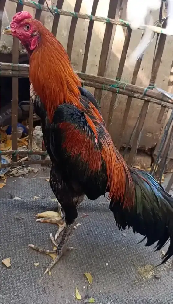 Ayam bangkok koyngon