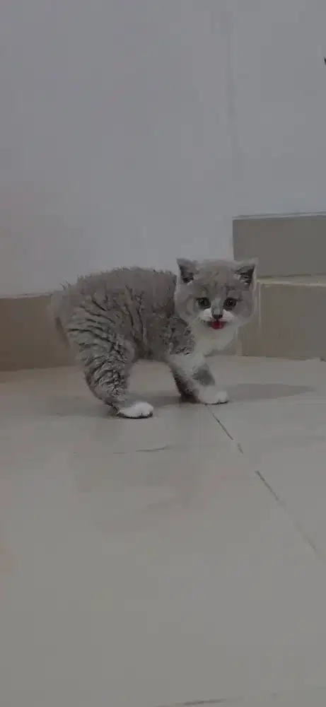 Bico lilac kitten pure line PED