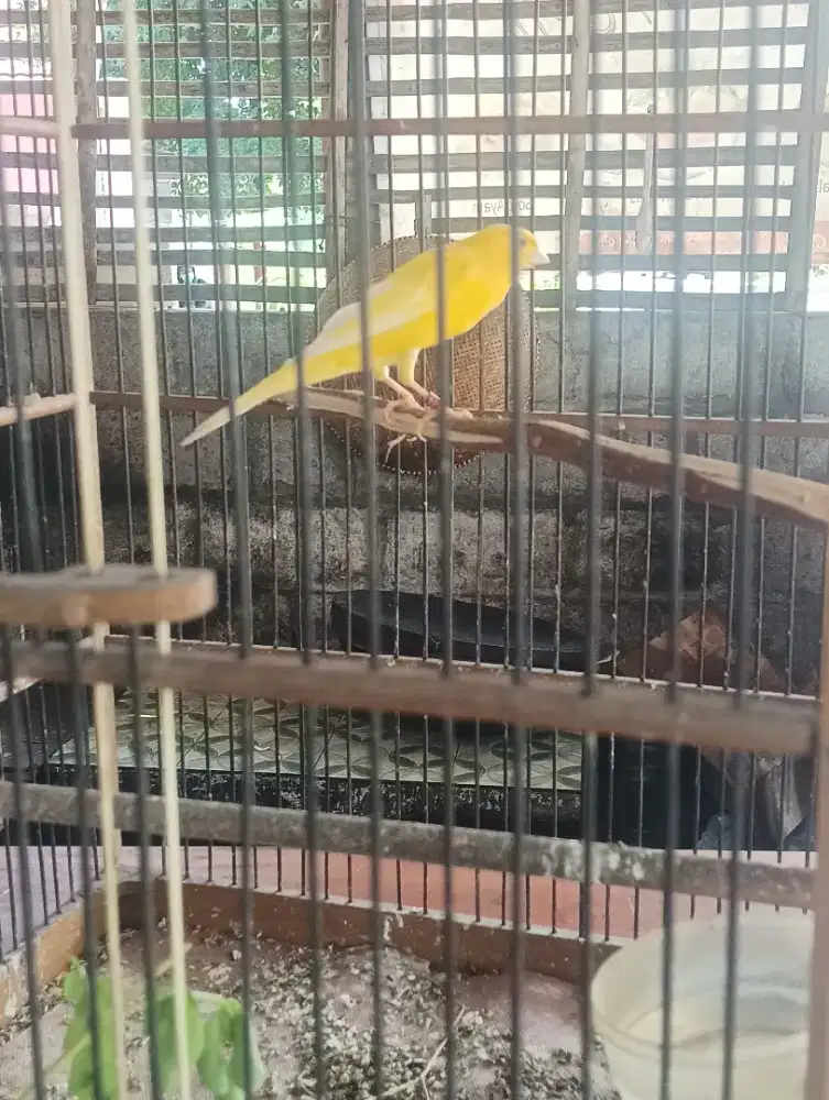 Burung kenari jantan muda F1RASMI warna seger