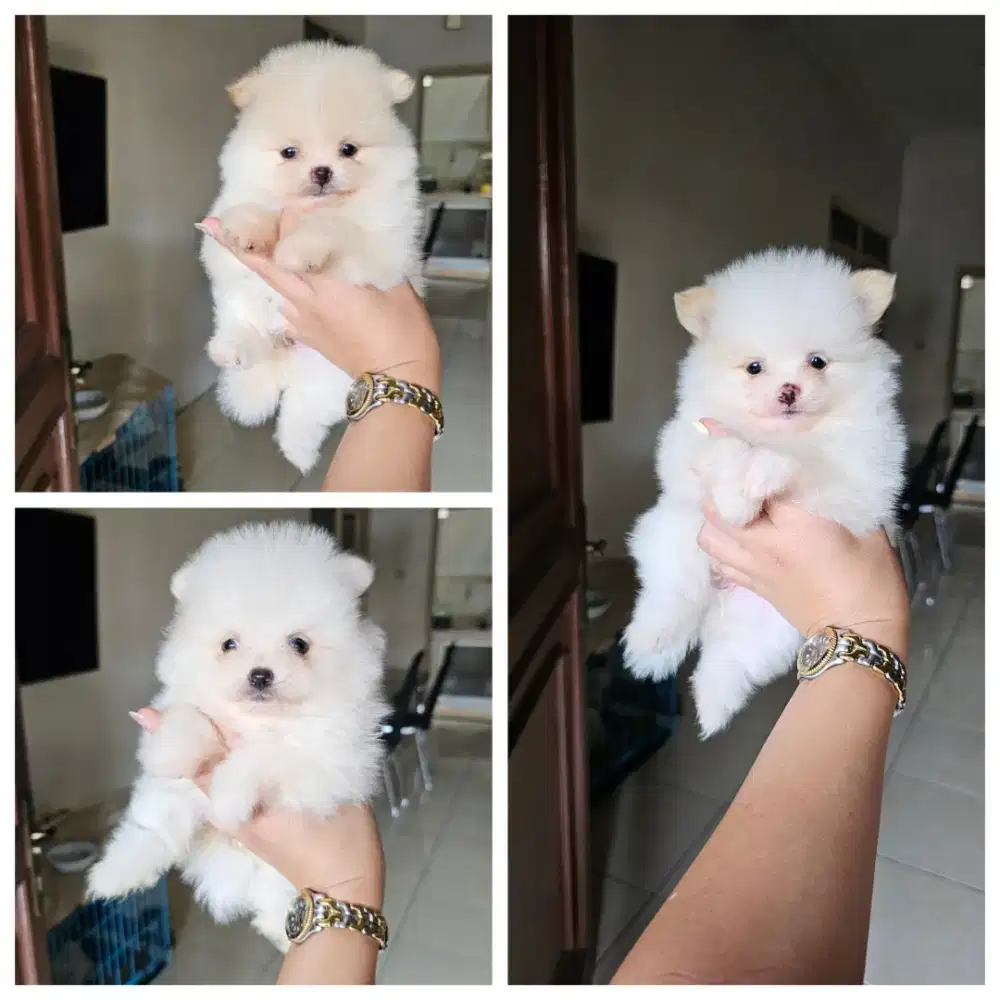 3 betina Minipom super Lucu