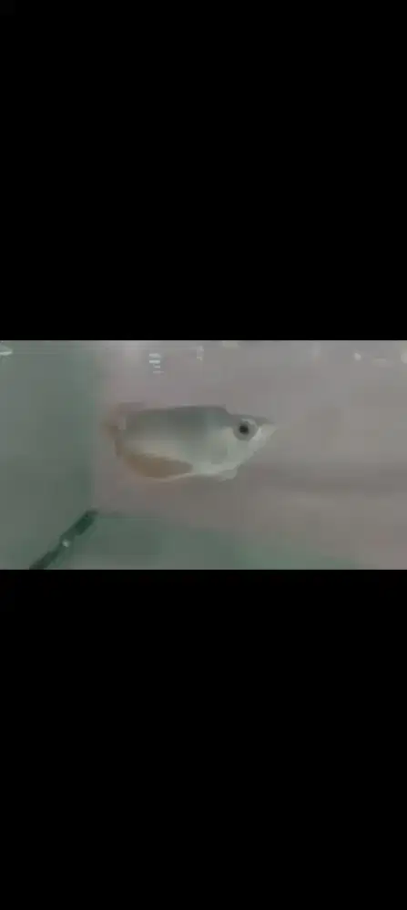 Arwana super red KING +-16cm