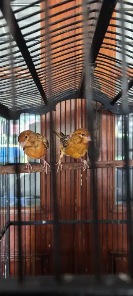 Kenari Paud Serat Poek Pastinya