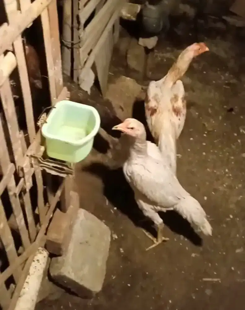 Pluker silangan BK selatan.sepasang