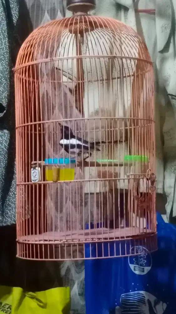 Kacer ponti-no cod no kirim kirim