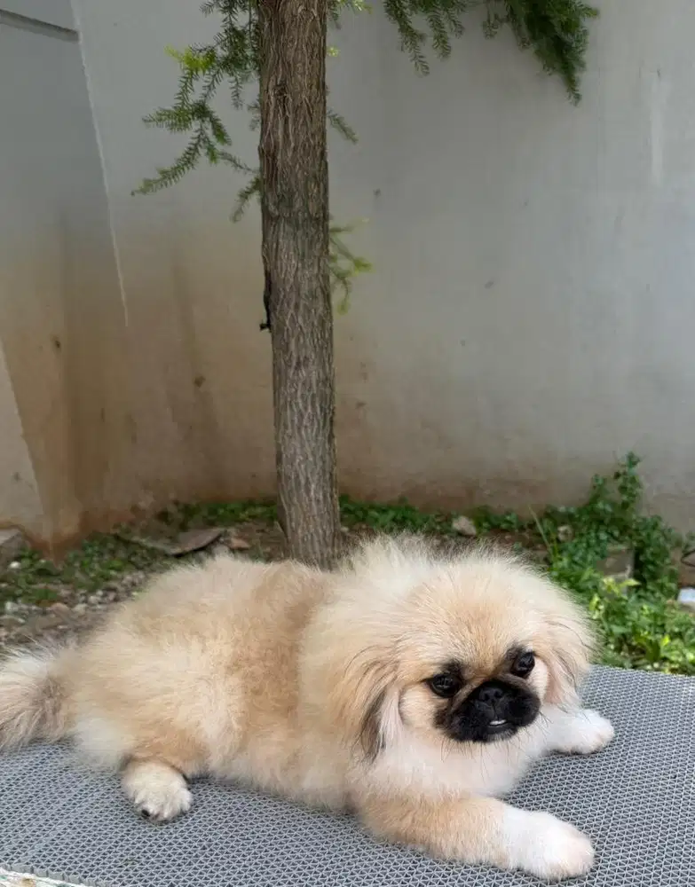 Anjing pekingese langka cakep