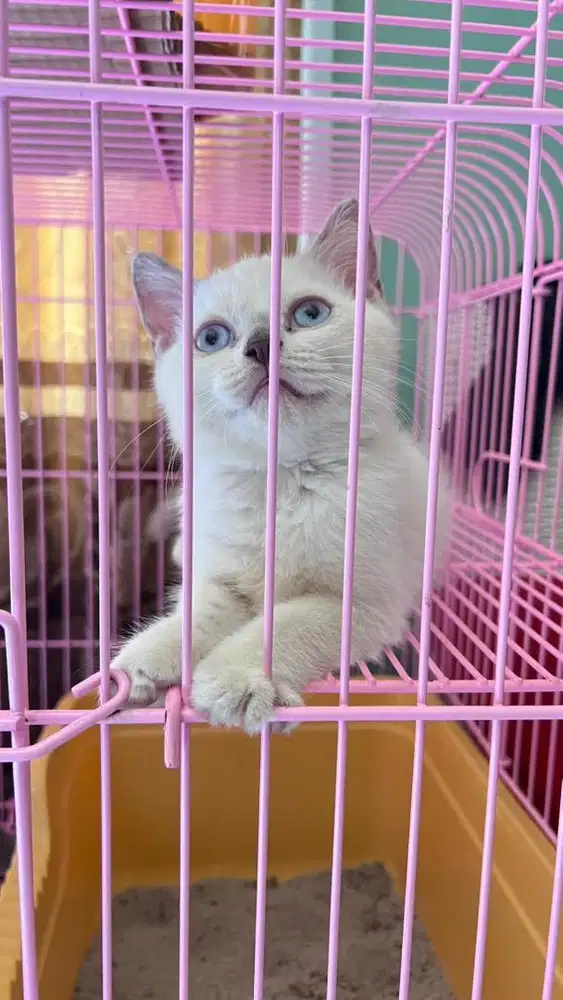 Jual kitten bsh mix persia himalaya