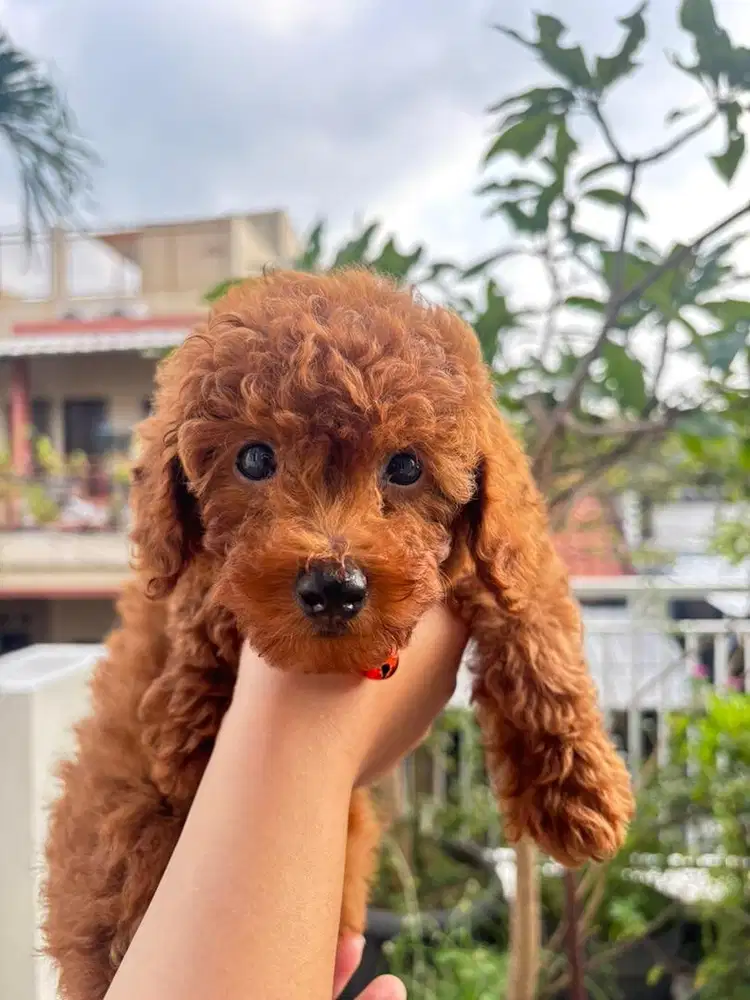 ANAK ANJING POODLE JANTAN