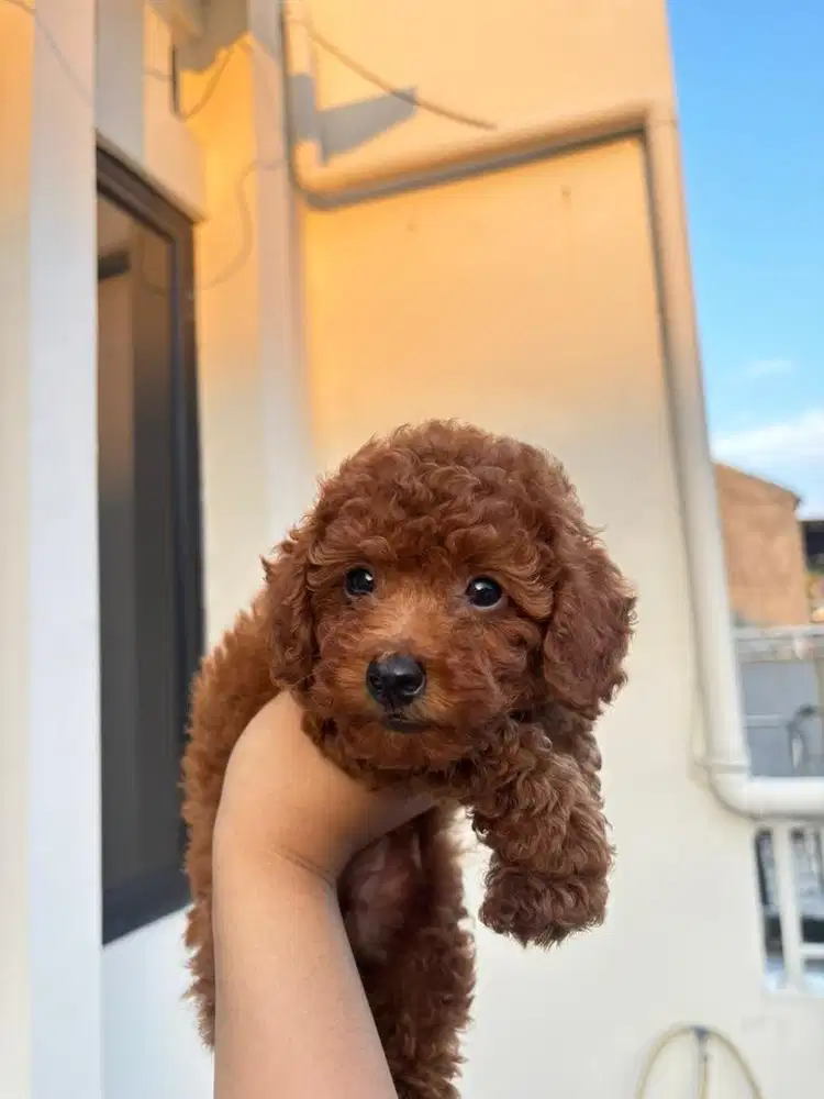 ANAK ANJING POODLE JANTAN