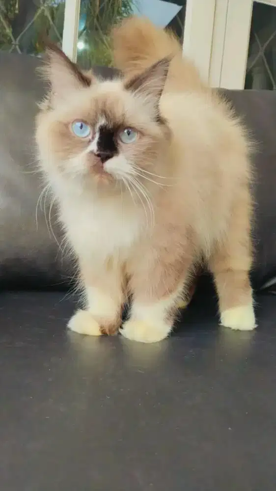 Kucing Ras Ragdoll Betina